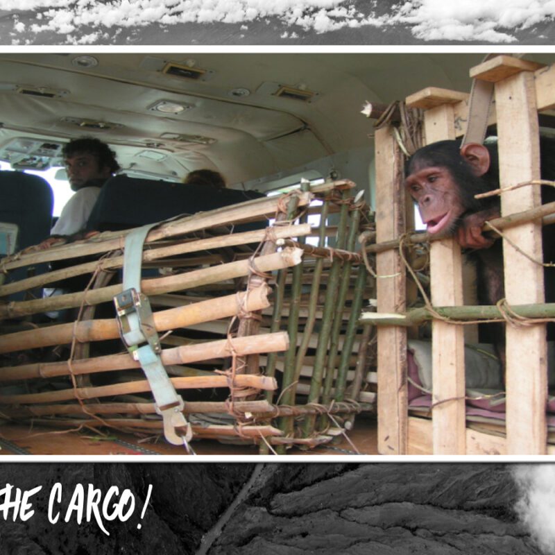 uess the Cargo Game showing Chimpanzees