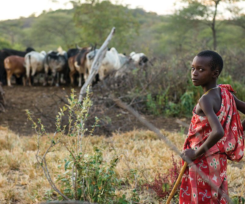 Tanzanian looking after animals