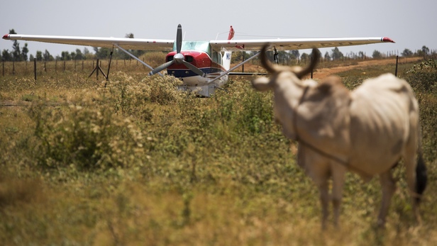 MAF aircraft and cattle at Marsabit airstrip, Kenya. Photo by LuAnne Cadd