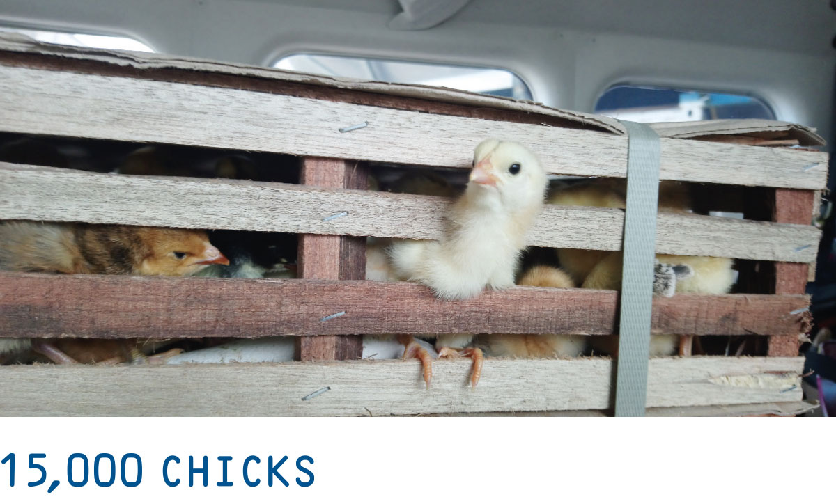 Picture of chicks in a travel crate on a plane with the title - "15,000 chicks"