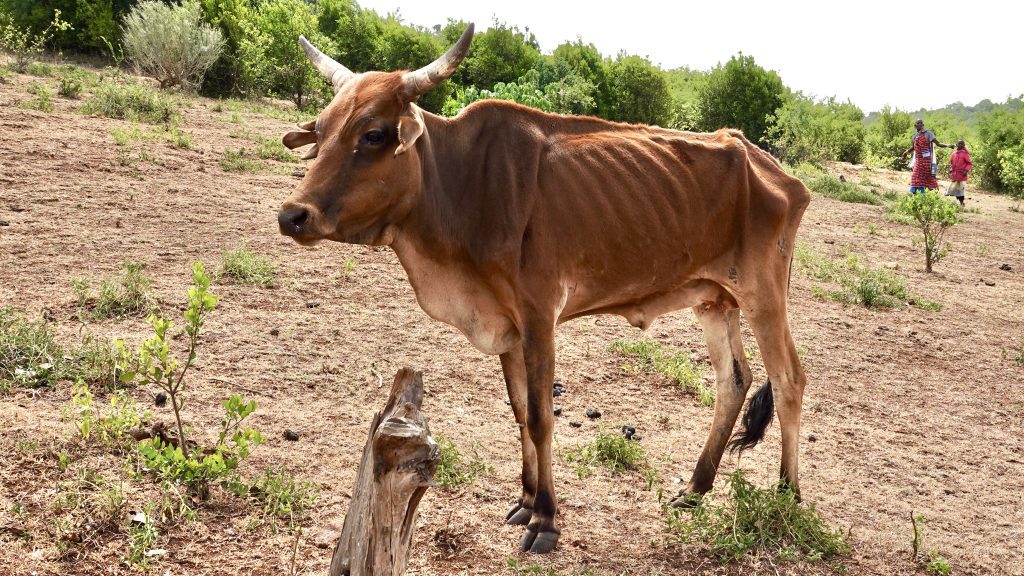 Cattle are dying at an alarming rate in rural Kenya (Photo credit: Paula Alderblad)