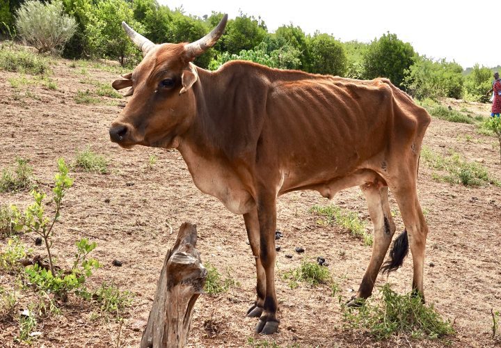 Cattle are dying at an alarming rate in rural Kenya (Photo credit: Paula Alderblad)