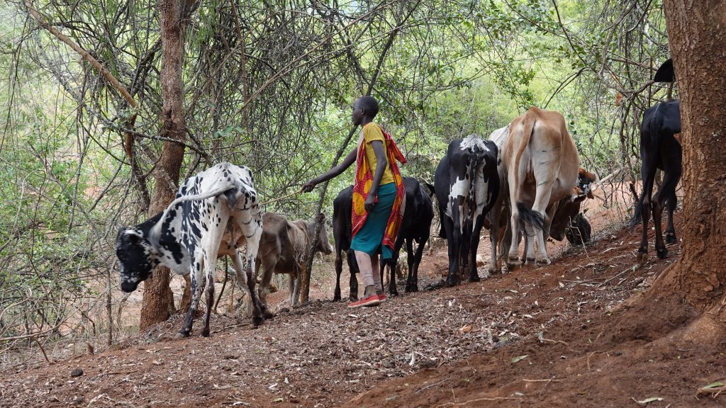 Pastoralists’ livelihoods are dependent on their livestock (Photo credit: Paula Alderblad)