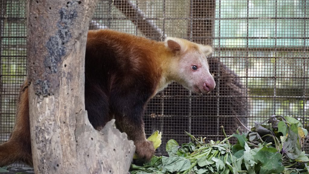 This tree kangaroo is protected and will not be hunted for meat (credit: Mandy Glass)
