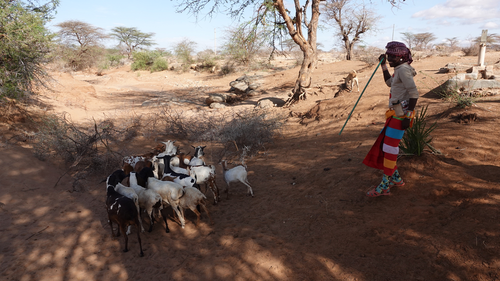 This farmer in Archers Post, Samburu, relies on his livestock to feed his family (credit: Jacqueline Mwende)