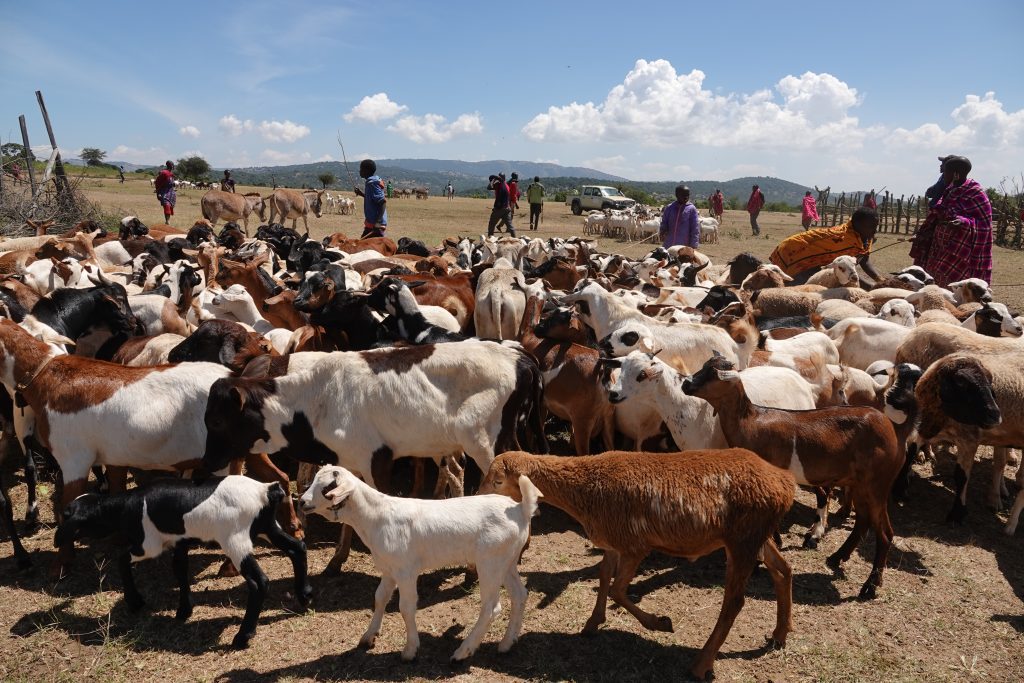 Livestock are the lifeblood of Kenya’s pastoralist communities (credit: Jacqueline Mwende)