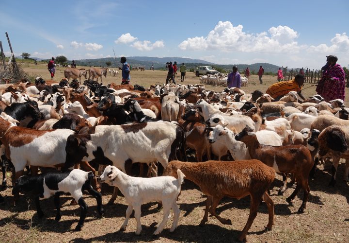 Livestock are the lifeblood of Kenya’s pastoralist communities (credit: Jacqueline Mwende)
