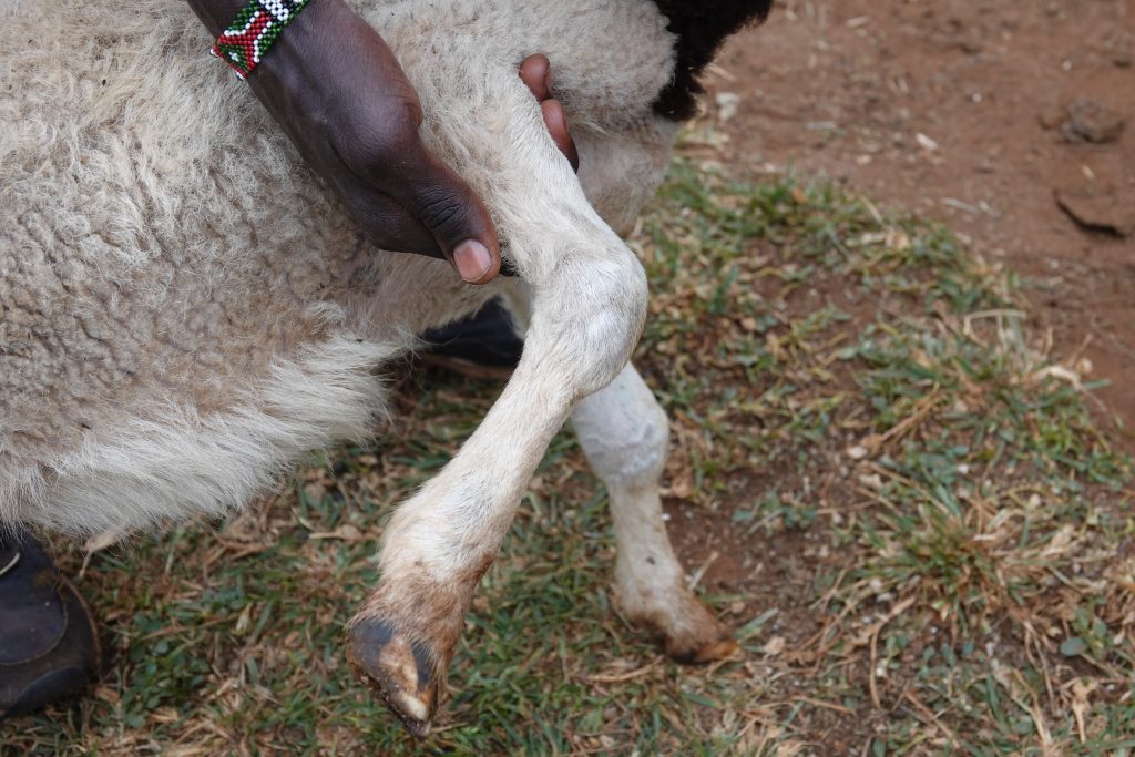This arthritic goat is treated with pain relief & anti-inflammatory meds (credit: Jacqueline Mwende)