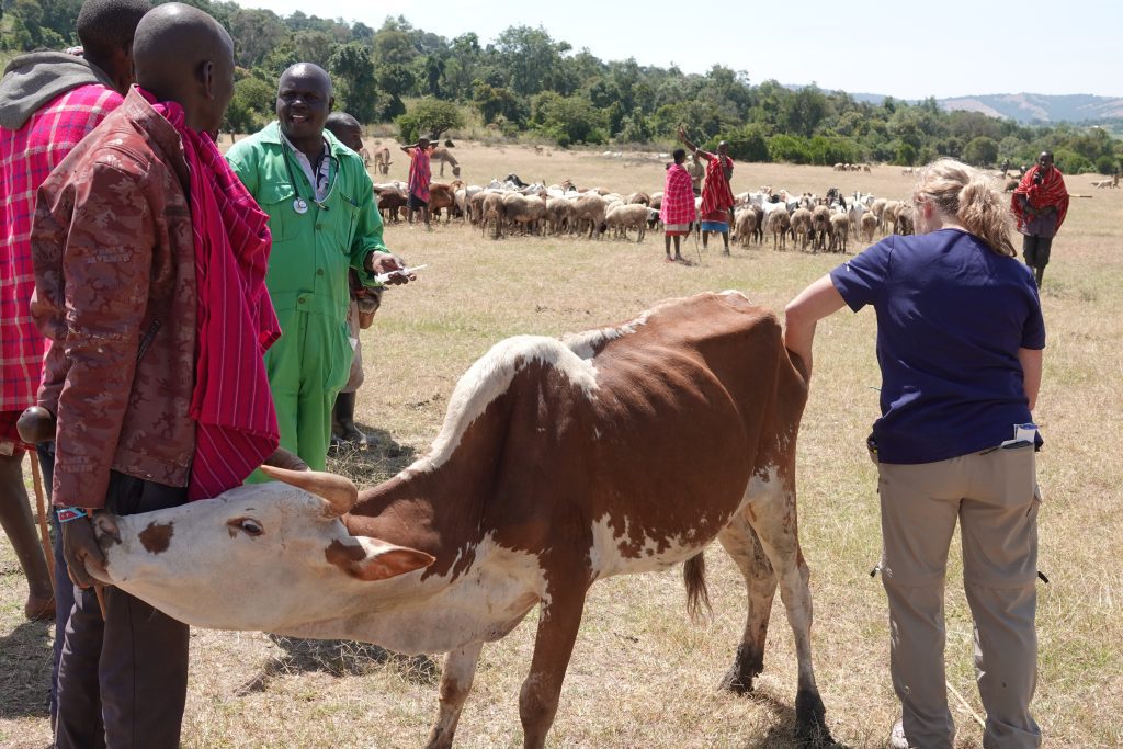 Remote farmers rely on MAF/VMP’s partnership to keep their remaining animals alive (credit: Jacqueline Mwende)