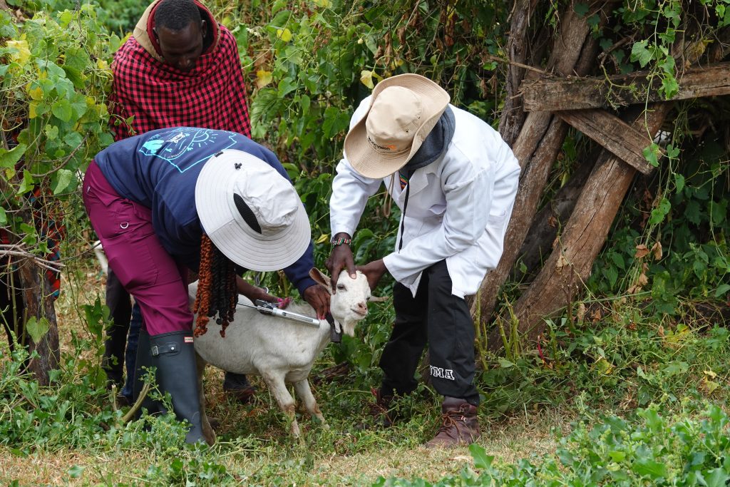 Vaccinations keep livestock healthy & reduce cross contamination with humans (credit: Jacqueline Mwende)