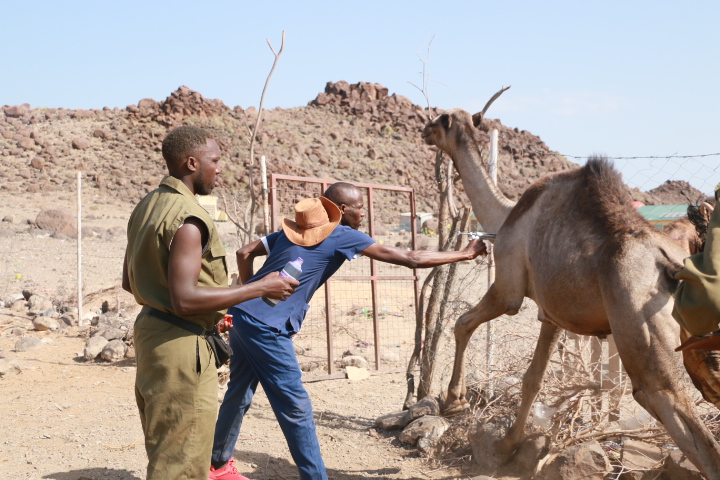 A camel is vaccinated in Loglogo in Marsabit County (credit: CITAM)