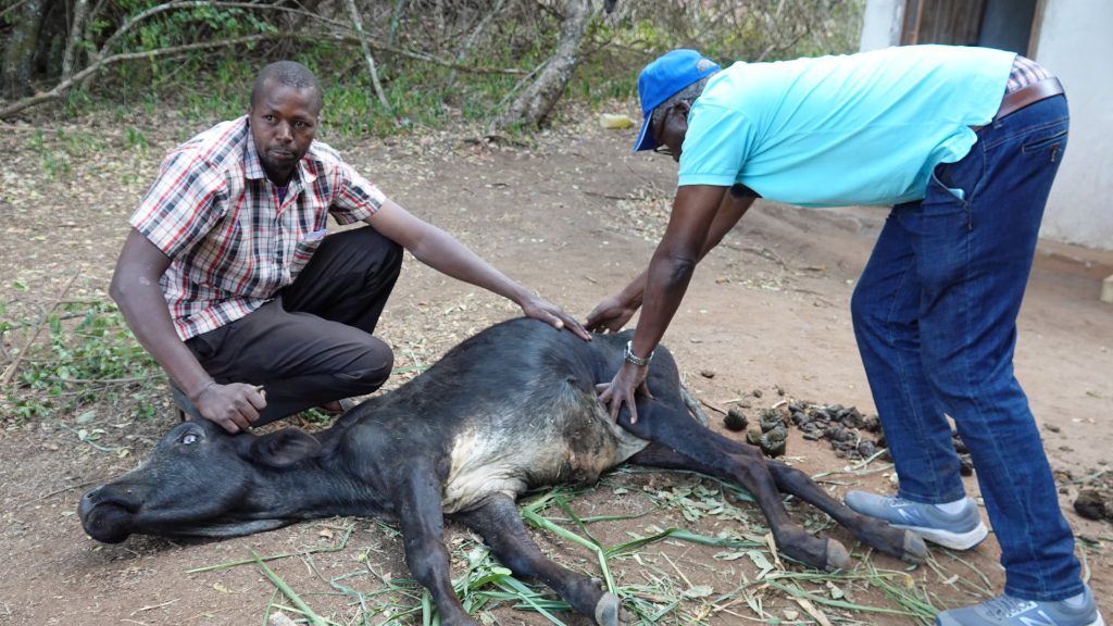 Daniel (L) owns a cow which fell off a cliff but fortunately, nothing was broken (credit: Paula Alderblad)